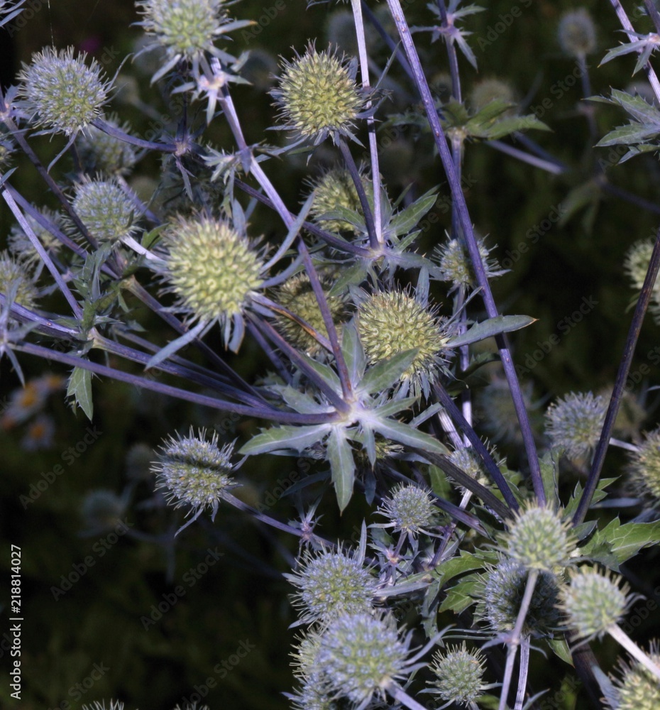 Agrifoglio di mare (Eryngium) Agrifoglio di mare (Eryngium)