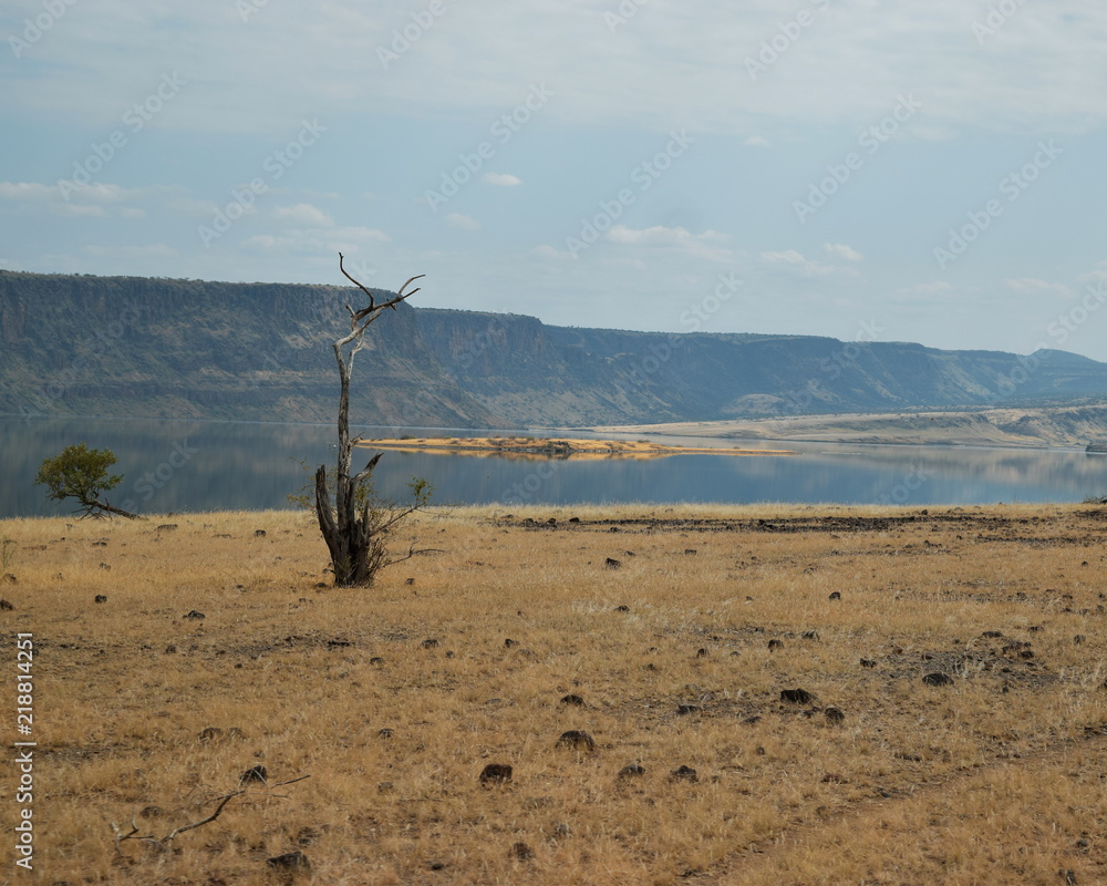 A lone tree against the arid landscapes of Lake Magadi, Kenya A lone tree against the arid landscapes of Lake Magadi, Kenya