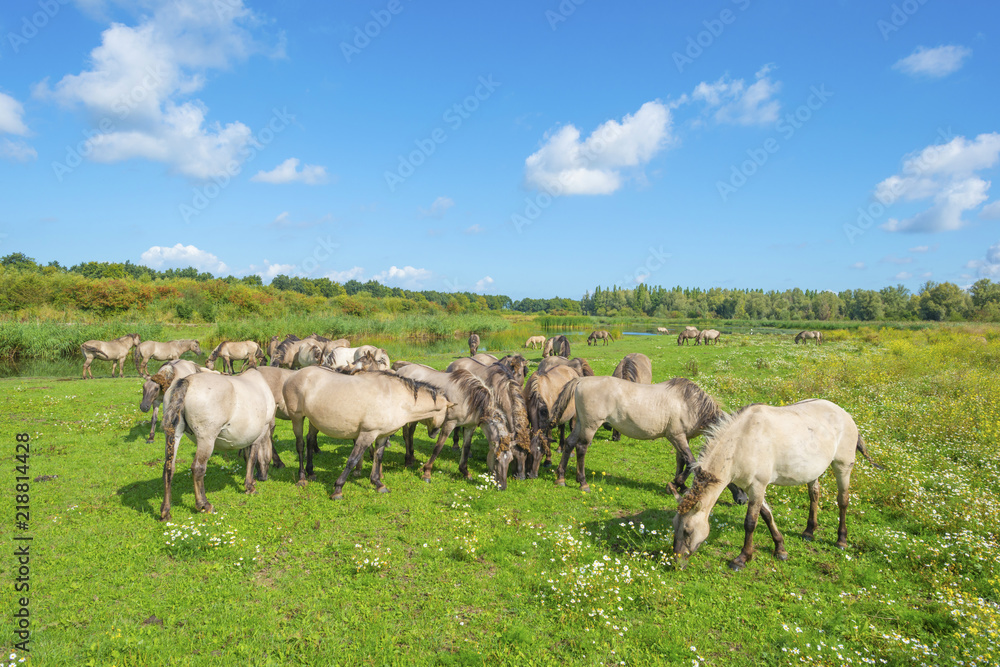 Horses in a field with wild flowers along a lake in summer