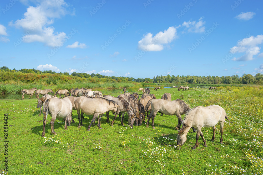 Horses in a field with wild flowers along a lake in summer Horses in a field with wild flowers along a lake in summer