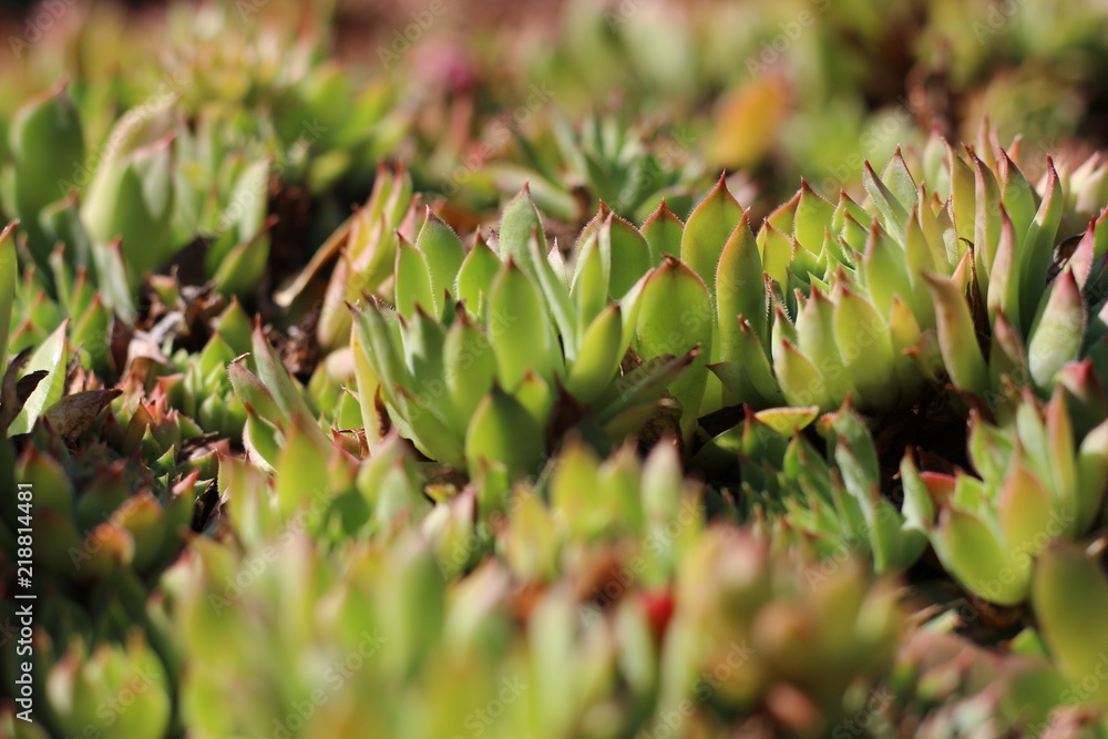 Fototapeta premium green succulentes
