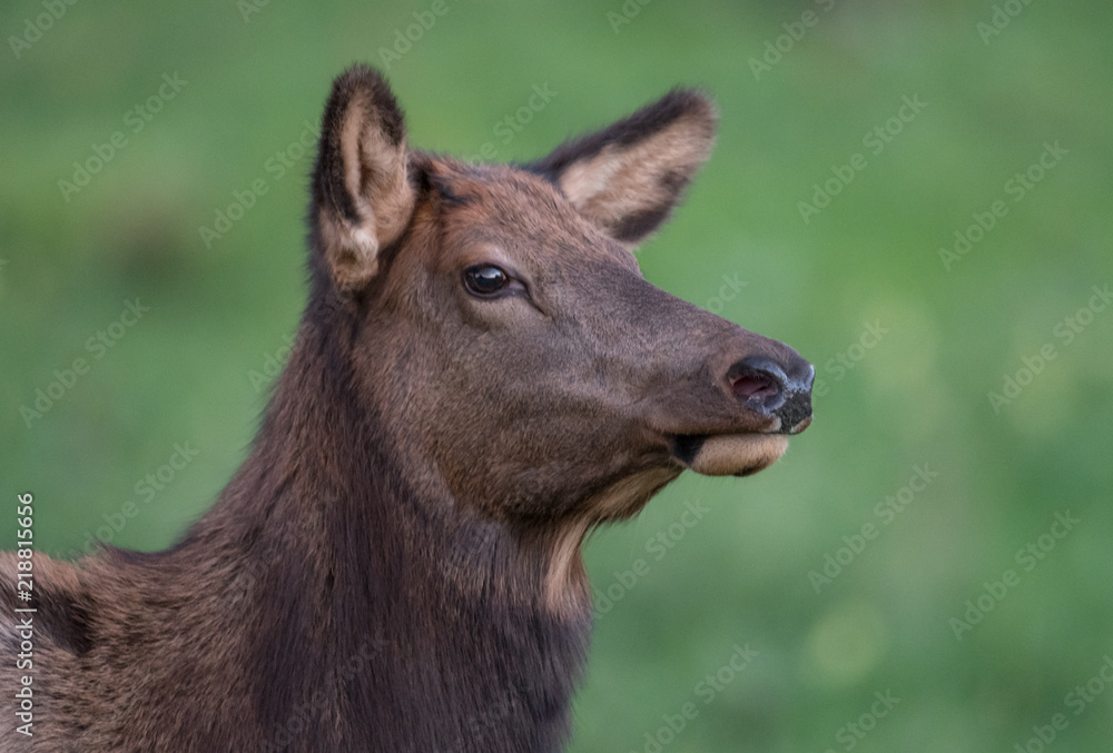 Fototapeta premium Elk in the meadow
