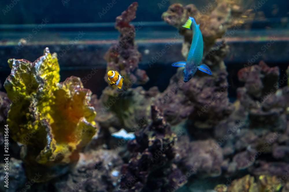 Obraz premium Poisson Nemo