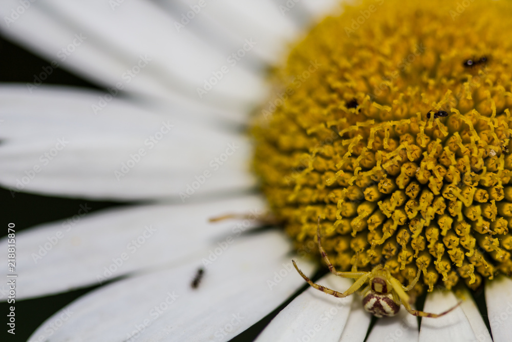 Pollen Daisy Pollen Daisy