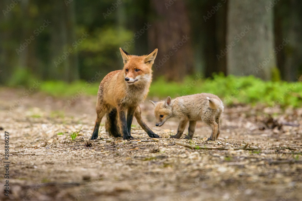 Fototapeta premium Cute Red Fox, Vulpes vulpes in fall forest. Beautiful animal in the nature habitat. Wildlife scene from the wild nature. Red fox running in orange autumn leaves