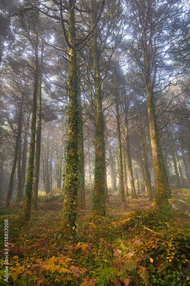 Fototapeta premium Peninha Forest, Sintra, Portugal