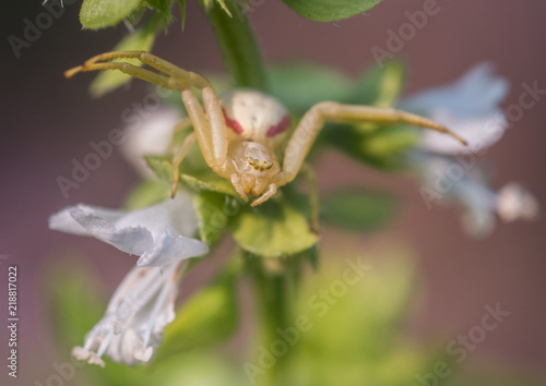 a Goldenrod Crab Spider (Misumena vatia) hunting prey on a basil flower