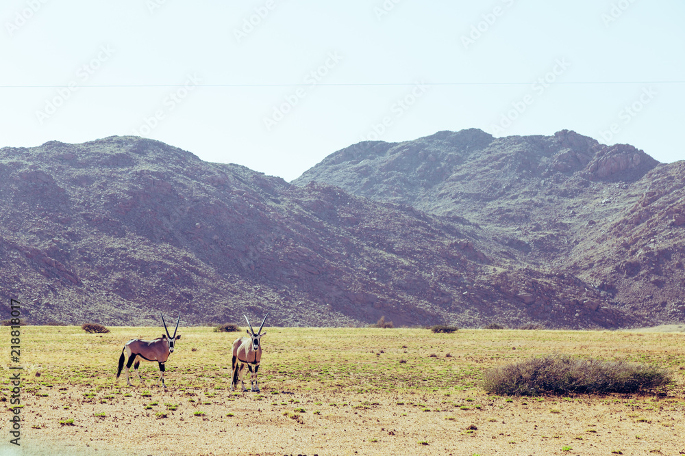 Safari en Namibie Afrique Sossus Vlei Etosha Orix montagnes