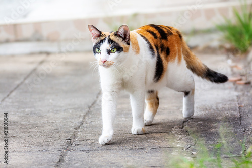 The cats are white and have three colors, portraits, and blurred backgrounds, on the concrete floor. .thailand