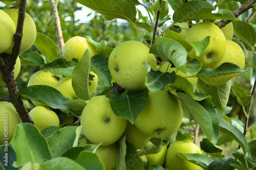 Organic ripe apples hanging on a tree branch in an apple orchard. Fruit garden with lots of large, juicy apple in sunlight ready for harvesting