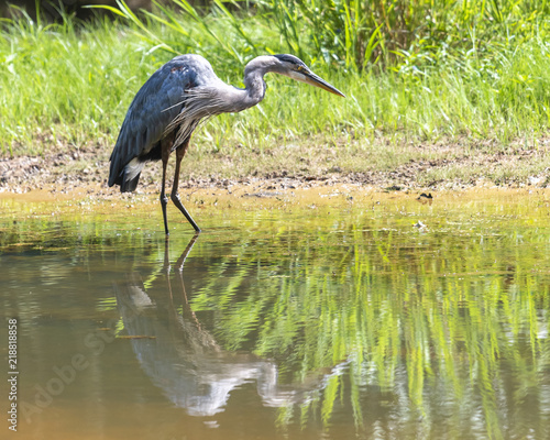 Heron looking for food