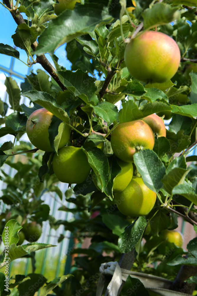 Organic ripe apples hanging on a tree branch in an apple orchard. Fruit garden with lots of large, juicy apple in sunlight ready for harvesting Organic ripe apples hanging on a tree branch in an apple orchard. Fruit garden with lots of large, juicy apple in sunlight ready for harvesting