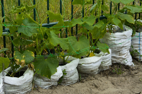 The original way of rapid growth of cucumbers in bags. Saving space for a piece of land. The fruits of the cucumber grow and are ready for harvesting. Vertical planting of cucumbers. Organic food