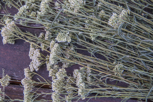 Heilkraut getrocknete Schafgarbe