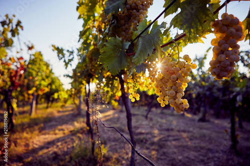 Yellow grapes on grapevine with sun rays in the vineyard
