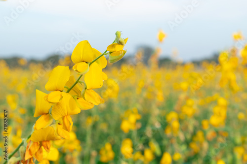 beautiful yellow sunhemp flower in nature background. Crotalaria juncea photo