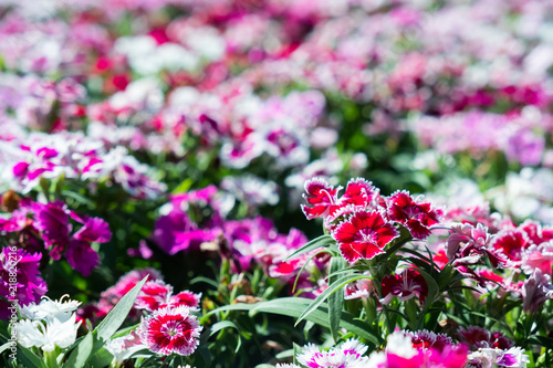 Wallpaper Mural closeup beautiful Dianthus flower. Torontodigital.ca