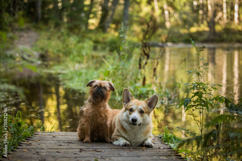 Two dog on a path by the river Brussels Griffon Welsh Corgi Pembroke