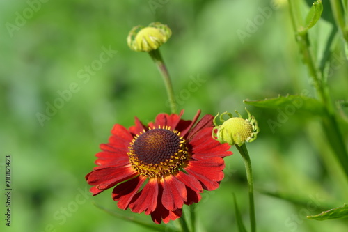 Red decorative helenium flower on a green background - closeup