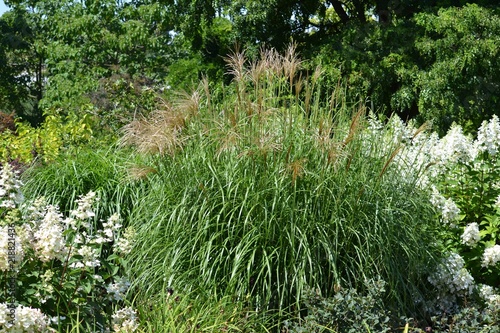 Chinese miscanthus (decorative grass) surrounded by a blooming paniculata hydrangea