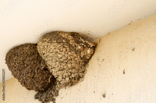 Two swallow nests under the roof of a bus stop. Two nests of urban swallows from the earth and mud. Two bird nests between the wall and the ceiling of the bus stop. photo