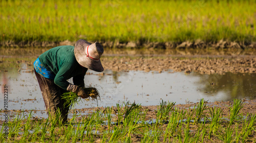  Asian woman farmer Growing rice