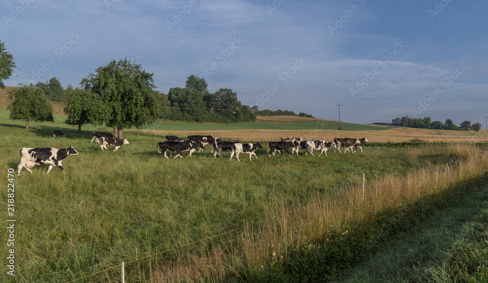 Fototapeta premium Herd of cows running on pasture