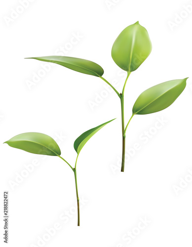 Plant Green Leaf Grow. Vector 3d illustration