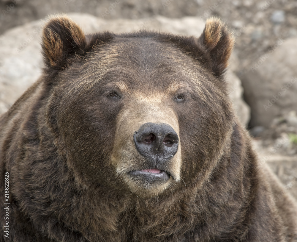 Brown Bear Portrait Two