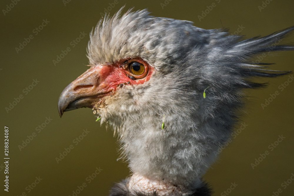 Obraz premium Tachã / Southern Screamer (Chauna torquata)