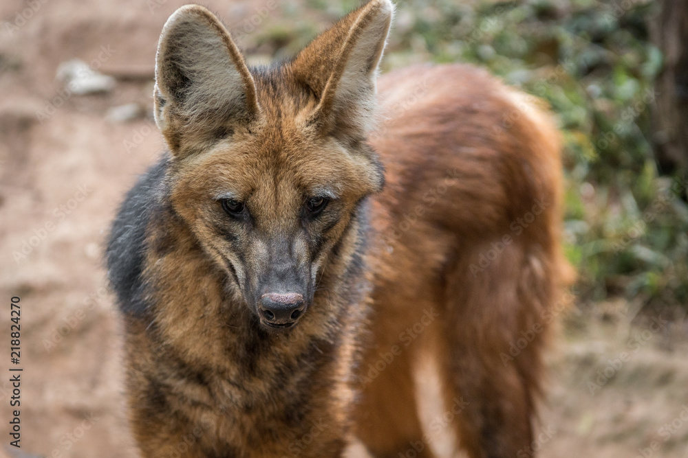 Lobo Guará / Maned Wolf (Chrysocyon brachyurus) Lobo Guará / Maned Wolf (Chrysocyon brachyurus)