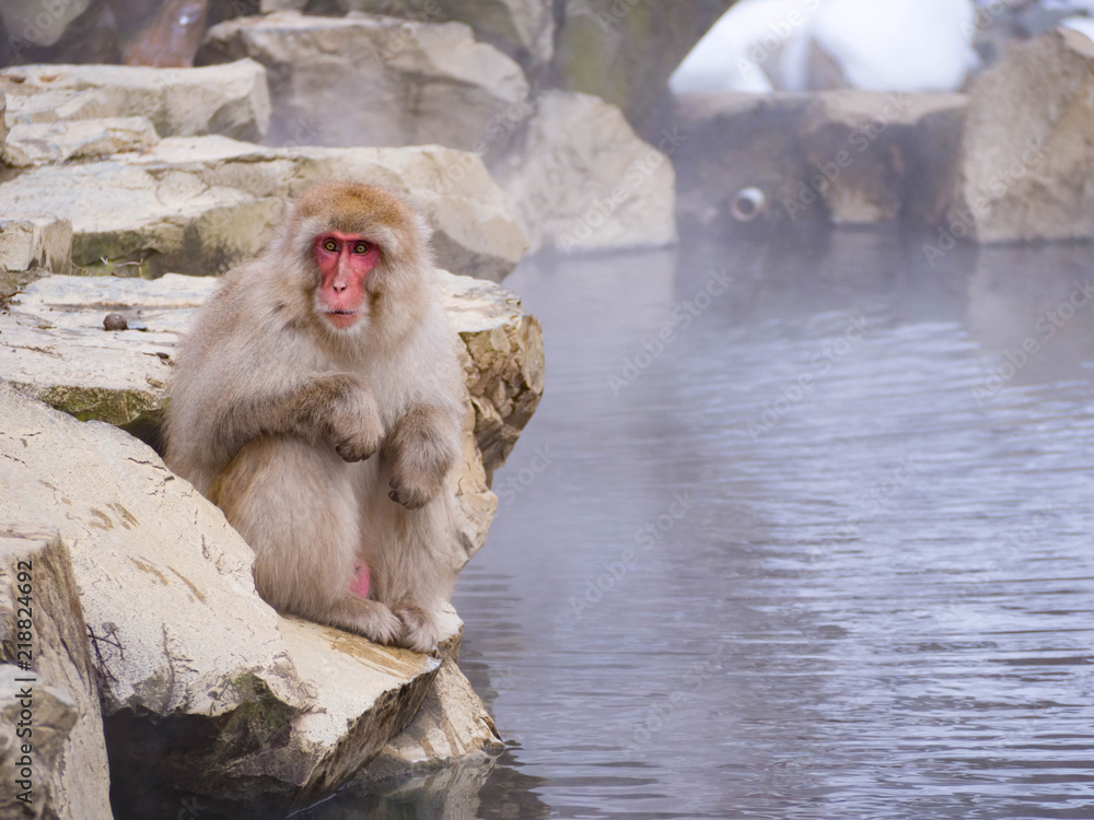 Japanese Snow monkey Macaque in hot spring Onsen Jigokudan Park, Nakano ...