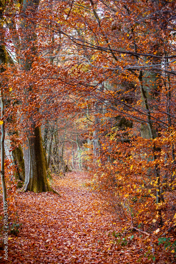 Pathway in the autumn forest Pathway in the autumn forest