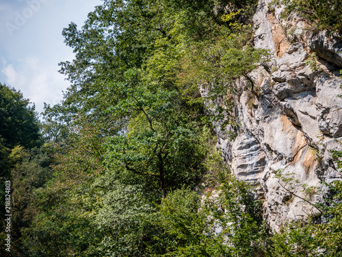Cliff with trees growing