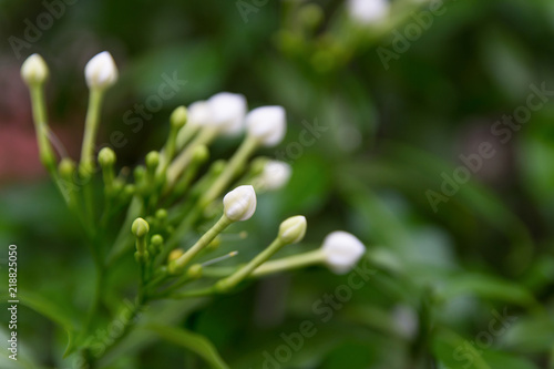 Cape Jasmine white flower.