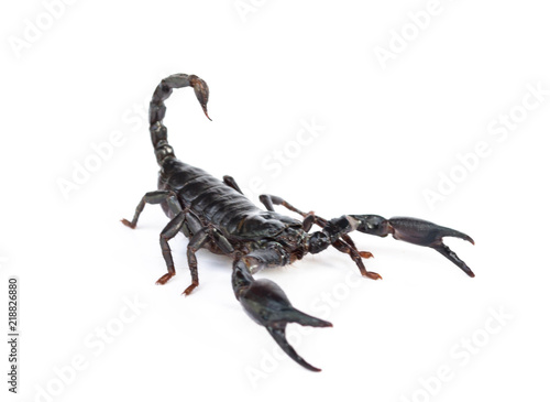 Heterometrus longimanus back scorpion.Emperor Scorpion, Pandinus imperator.scorpion isolate on white background © Yutthasart