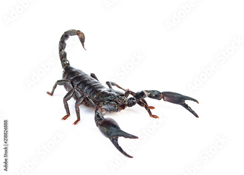 Heterometrus longimanus back scorpion.Emperor Scorpion, Pandinus imperator.scorpion isolate on white background. © Yutthasart