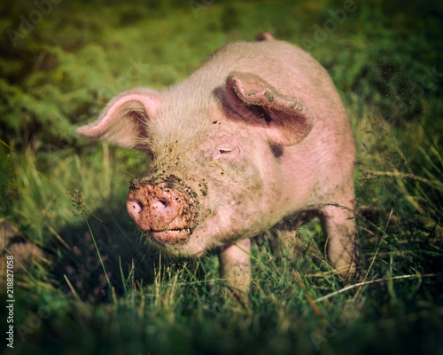 A pig with dirty snout looking for food on a green lawn