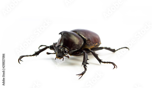 Rhinoceros beetle isolated on a white background