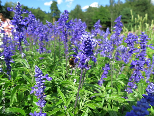 Lavender in the botanical garden. Blue long flowers Alfazema.