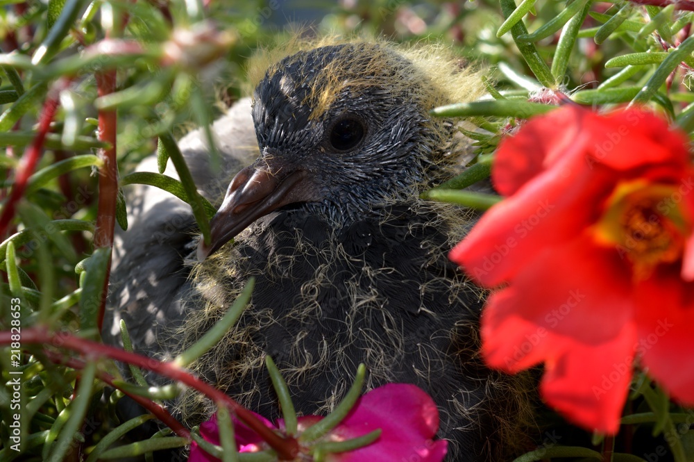 Obraz premium a little pigeon in the flower 