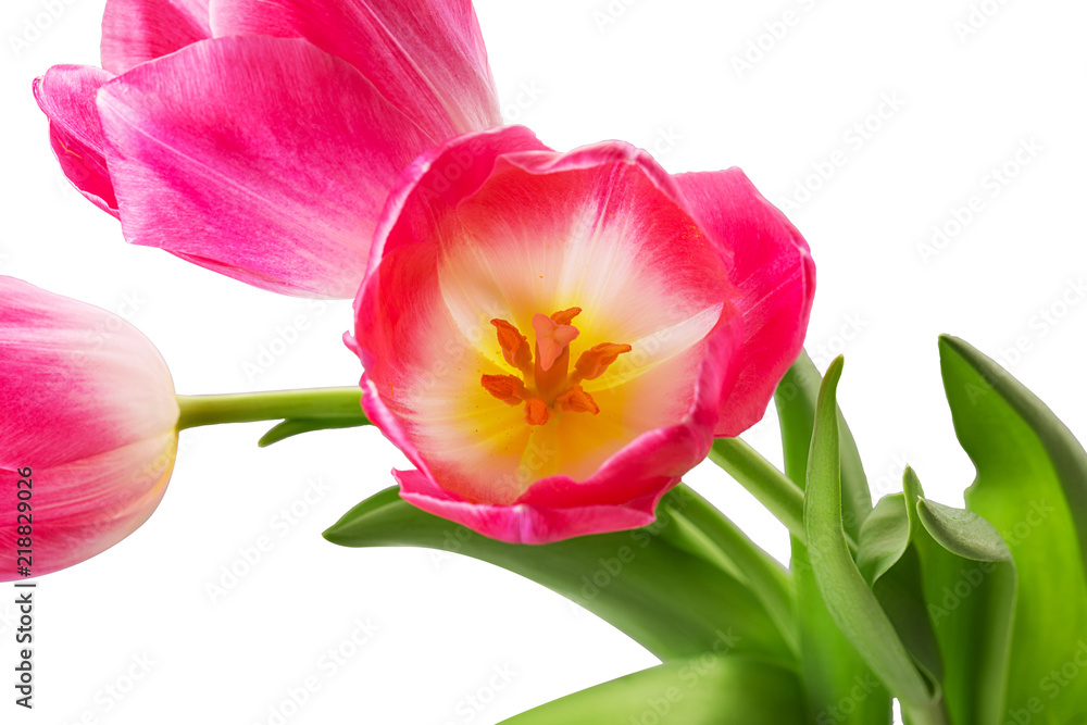 Pink tulip Pink tulip