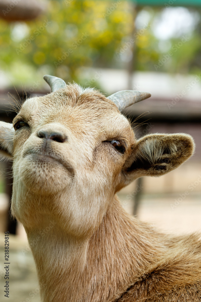 Dwarf goat looking up proudly