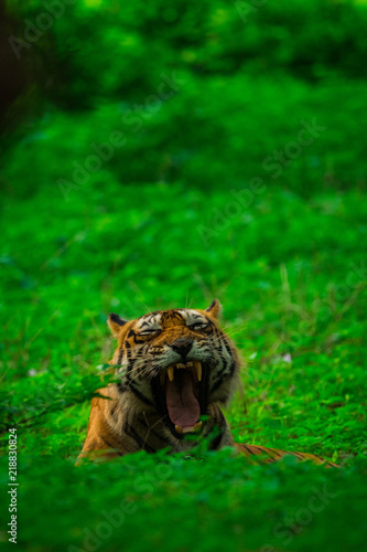 An angry male tiger portrait with yawn expression in monsoon green background at ranthambore national park, rajasthan, india	