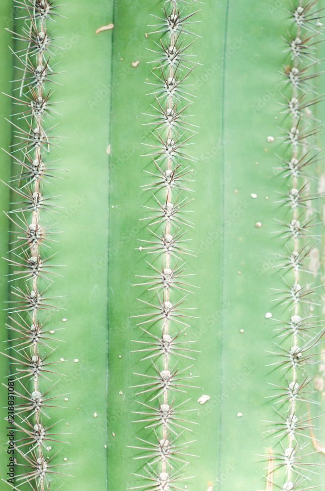 nature poster. green cactus. closup nature poster. green cactus. closup
