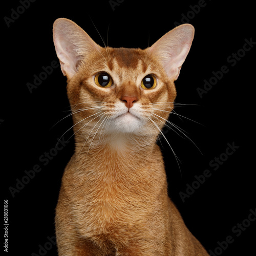 Fototapeta Naklejka Na Ścianę i Meble -  Portrait of Abyssinian Cat with huge eyes, isolated on black background, front view