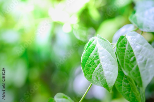Closeup nature view of green leaf on blurred greenery background in garden using as background natural green plants landscape, ecology, fresh wallpaper concept.
