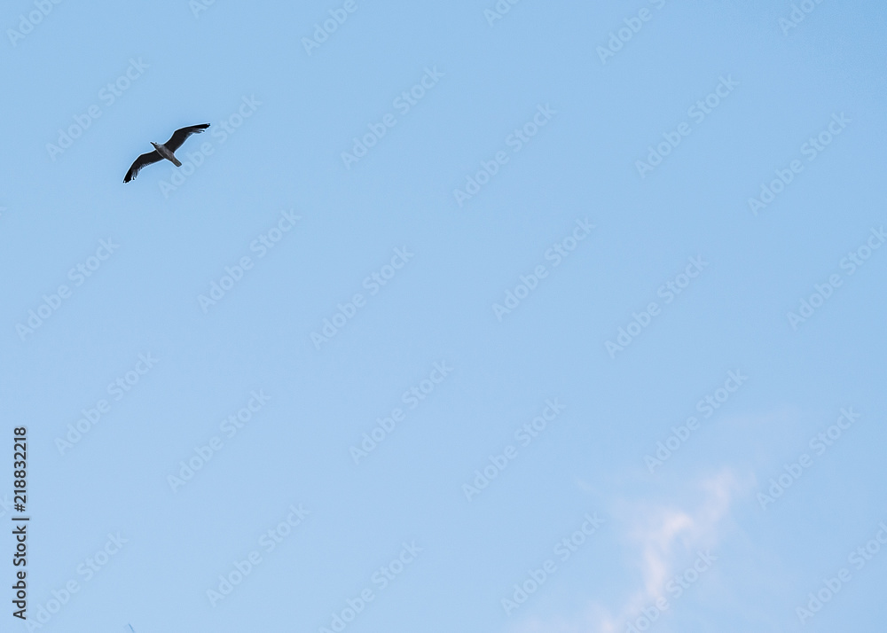 Fototapeta premium bird
