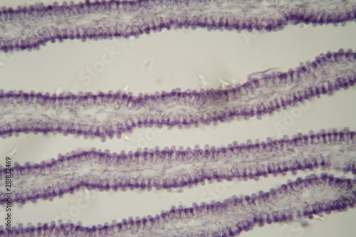 Coprinus mushroom under the microscope