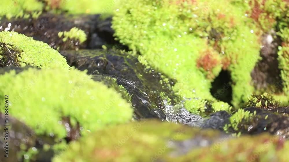 A picturesque mountain stream flowing through thickets of green moss A picturesque mountain stream flowing through thickets of green moss